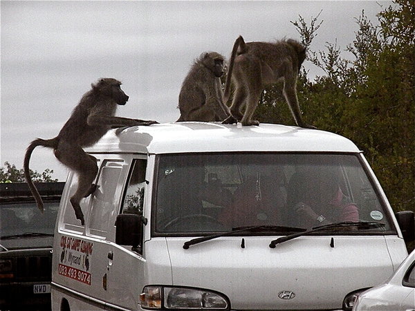 Baboon Attack