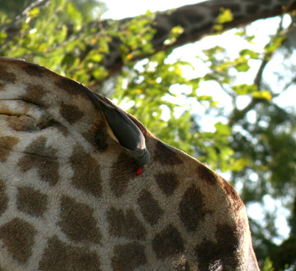 Oxpecker on giraffe