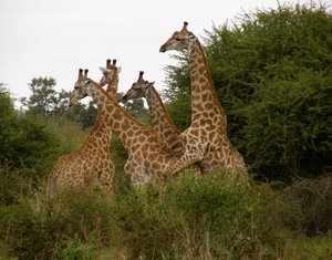 Giraffe Mating