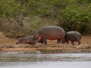 Hippos & Crocodiles