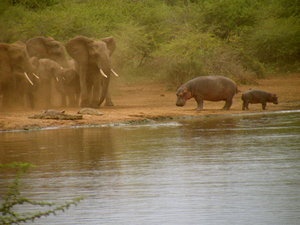 Hippos & Elephants