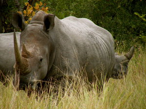 Rhinoceros  