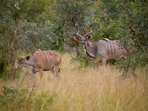 Kudu male & female