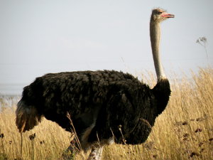 Ostrich, male
