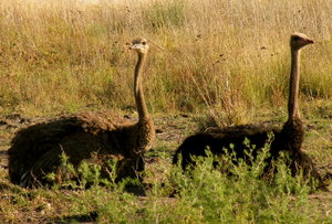 Ostrich taking dust bath
