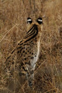 Serval Cat from Behind