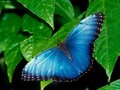 Blue Morpho Butterfly, Iguazu