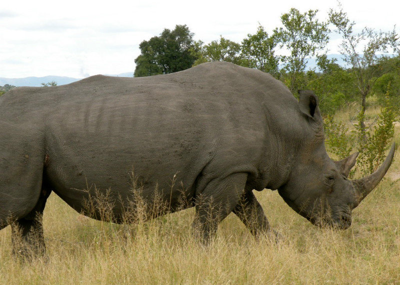 Rhinos in Kruger