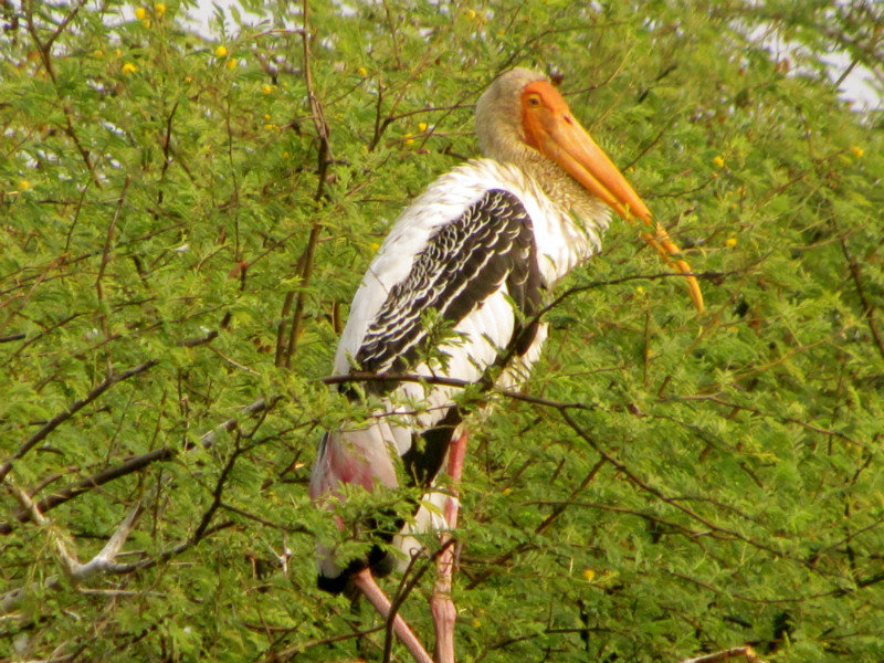 Keoladeo Ghana Bird Sanctuary, Bharatpur