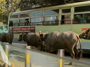 Delhi Street Scene