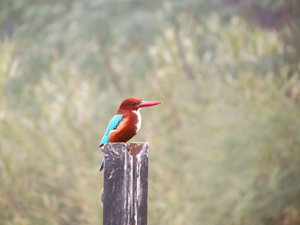 White-fronted Kingfisher