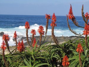 Bitter Aloe in bloom