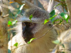 Vervet Monkey, Ithala Reserve