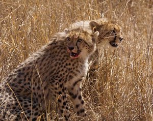 Cheetahs in Pilanesberg Reserve, SA