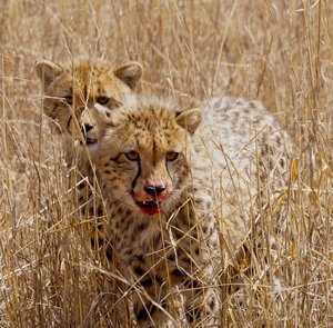 Cheetah Cubs in Pilanesberg Reserve