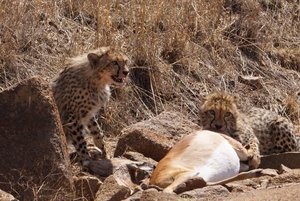 Cheetah Family on Impala Kill, Pilanesberg Reserve
