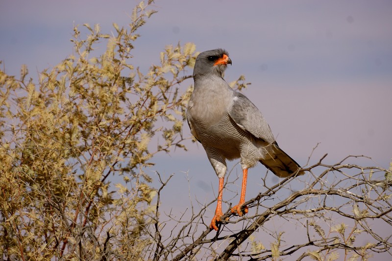 Pale Chanting Goshawk