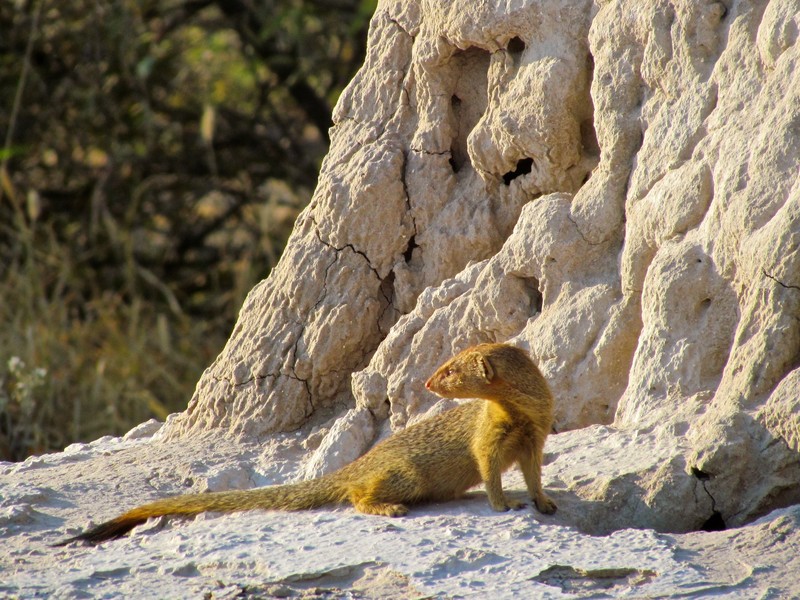 Mongoose, yellow