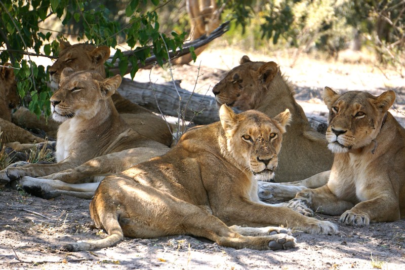 Lionesses Lounging