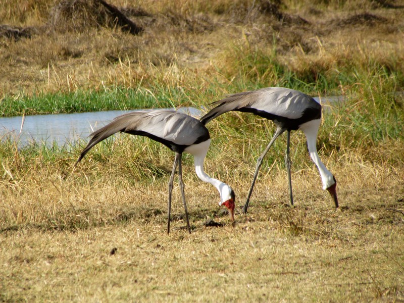 Wattled Cranes