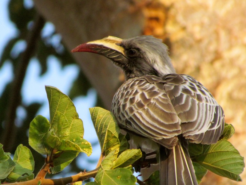 Hornbill, grey, female