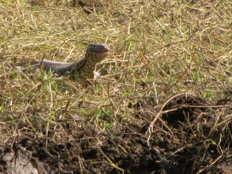 Leguan aka monitor lizard in Chobe