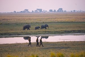 Chobe elephants 