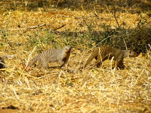 Mongooses, banded