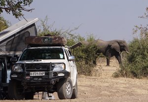 Chobe Elephants Walking Thru Camp