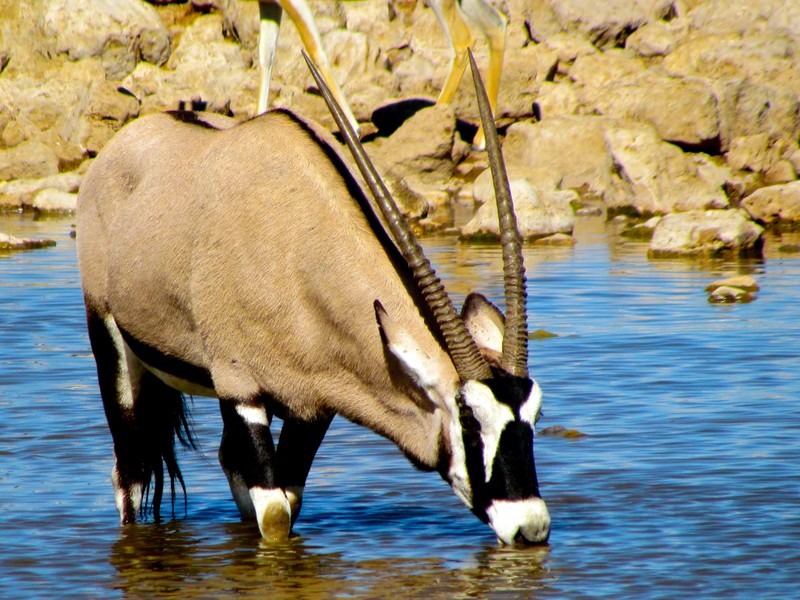 Oryx/Gemsbok