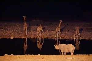 Etosha Waterhole with Giraffe and Rhino