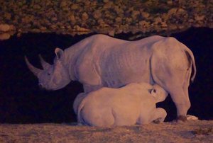 Etosha Waterhole w/young rhino suckling