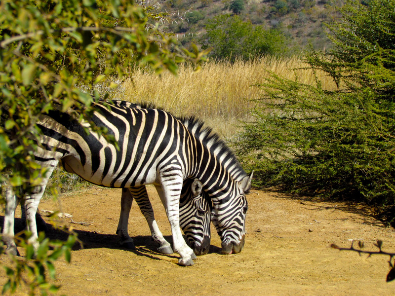 Rare Two-headed Zebra