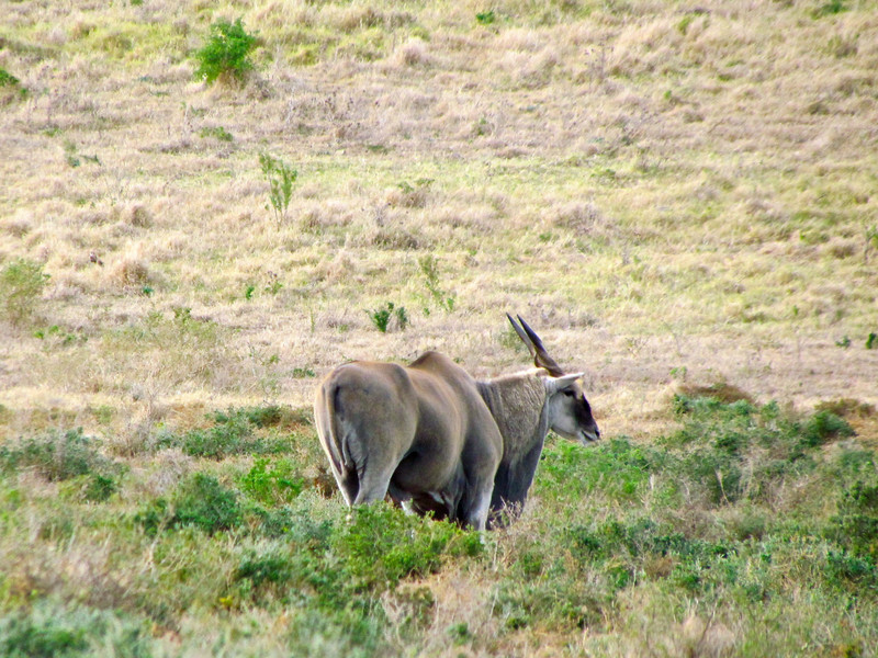 Eland, Largest of the Antelope in SA