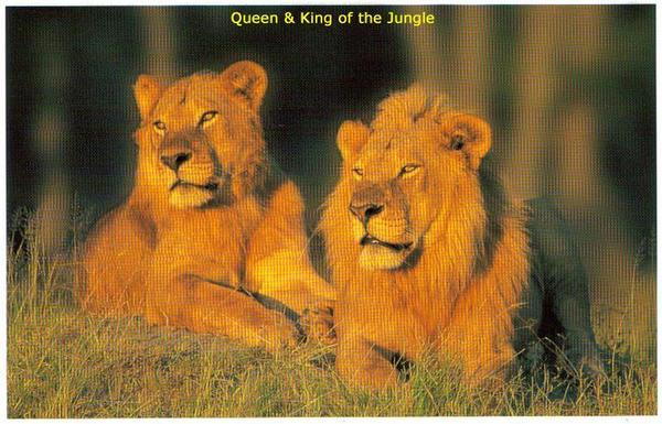 King & Queen of the Jungle