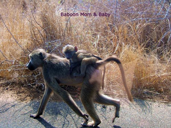 Mom & Jr. Baboons