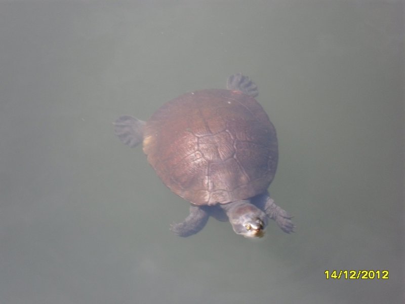 Tortoise at Howard Springs