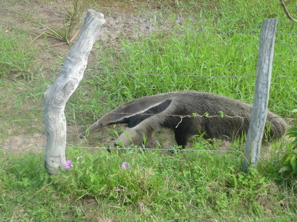 Anteater in Los Llanos