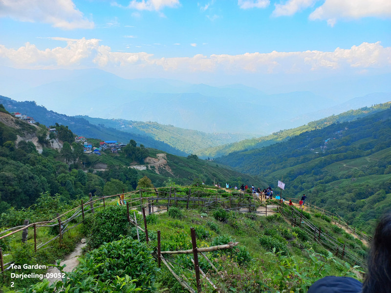 83-Tea Garden-Darjeeling