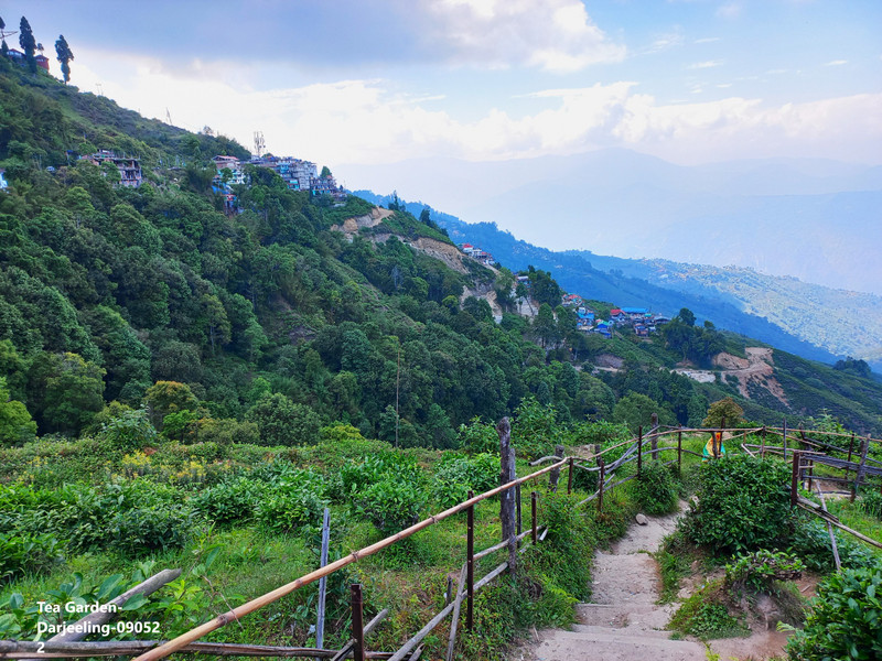 84-Tea Garden-Darjeeling