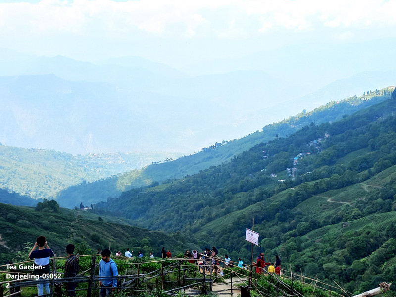 85-Tea Garden-Darjeeling