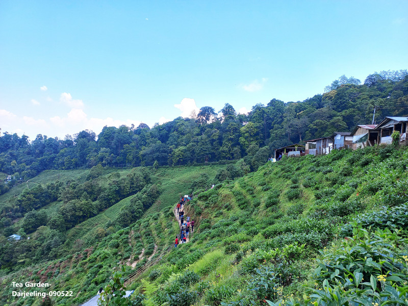 81-Tea Garden-Darjeeling