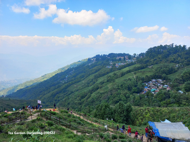 82-Tea Garden-Darjeeling