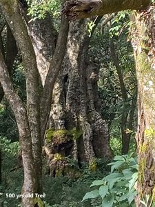 40-500 yrs Old Tree-20221125