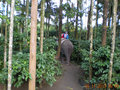 17-Elephant ride