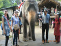 24-Elephant ride