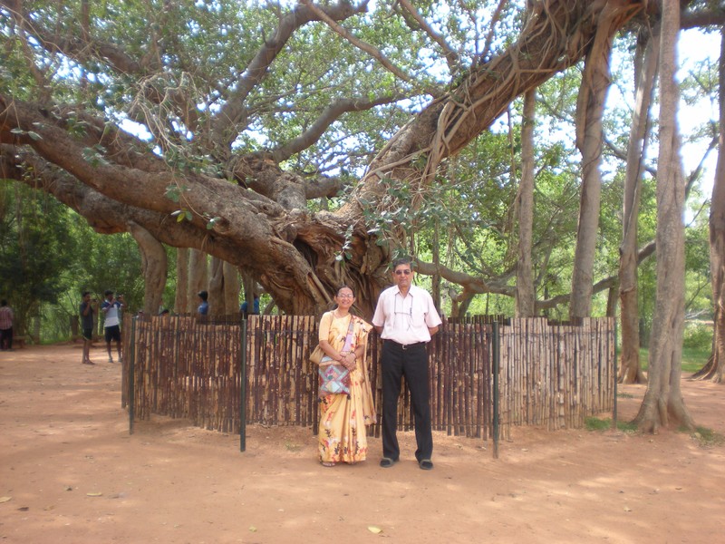 Banyan Tree, Auroville