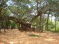 Banyan Tree, Auroville