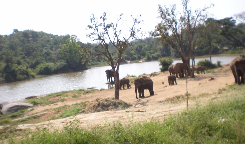 Elephants at Bannerghatta