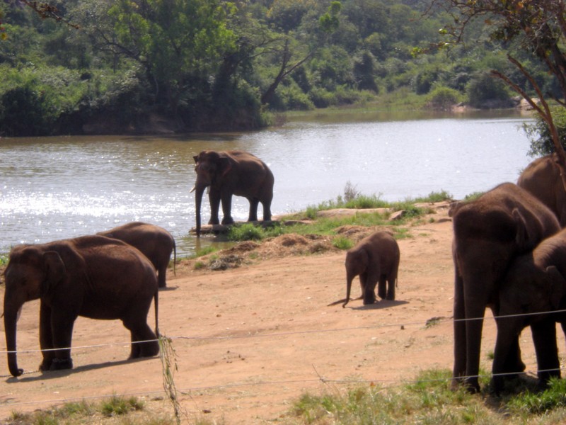 Elephants at Bannerghatta